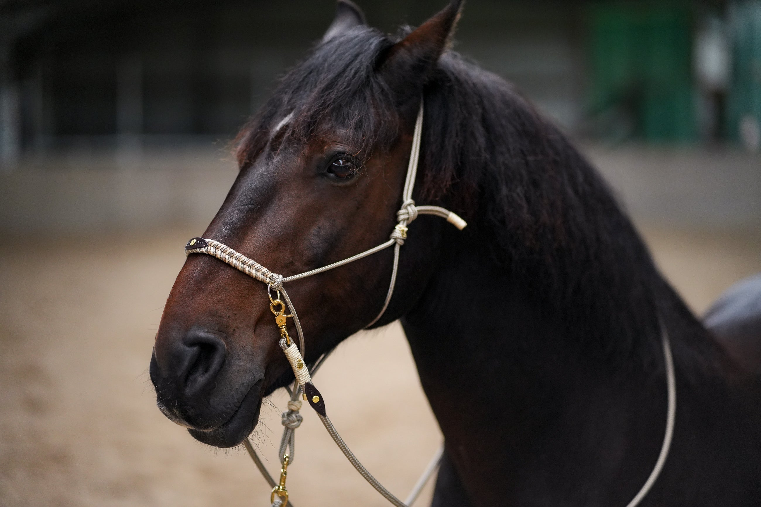 Elegant Equine Halter & Lead Ensemble-Filogran-Luxvivendi