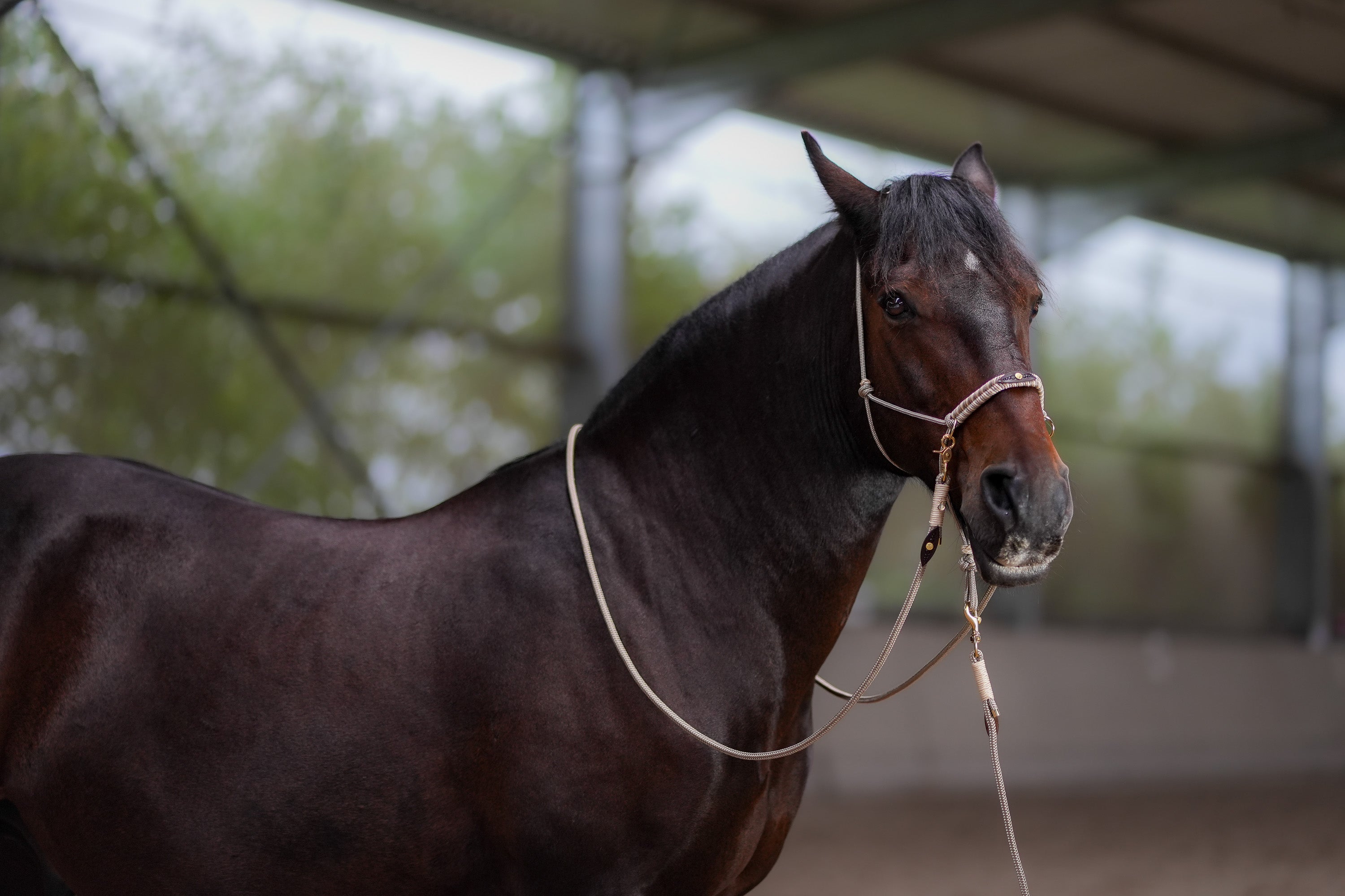 Elegant Equine Halter & Lead Ensemble-Filogran-Luxvivendi