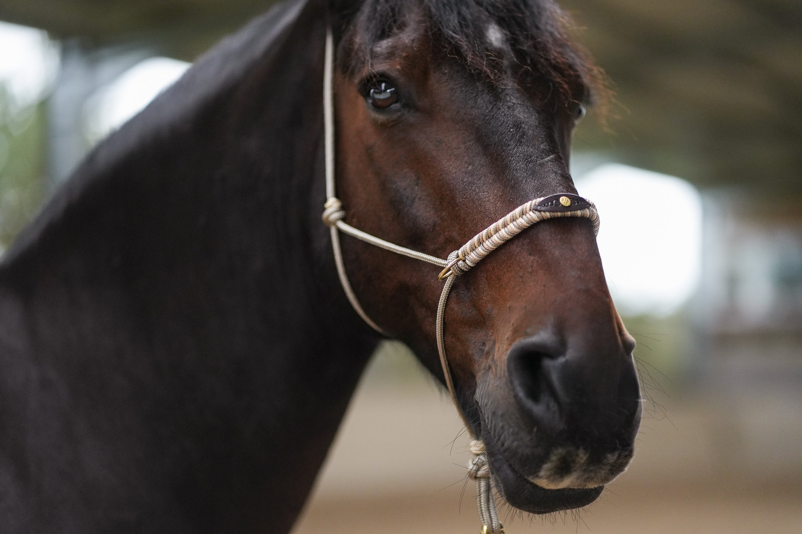 Elegant Equine Halter & Lead Ensemble-Filogran-Luxvivendi