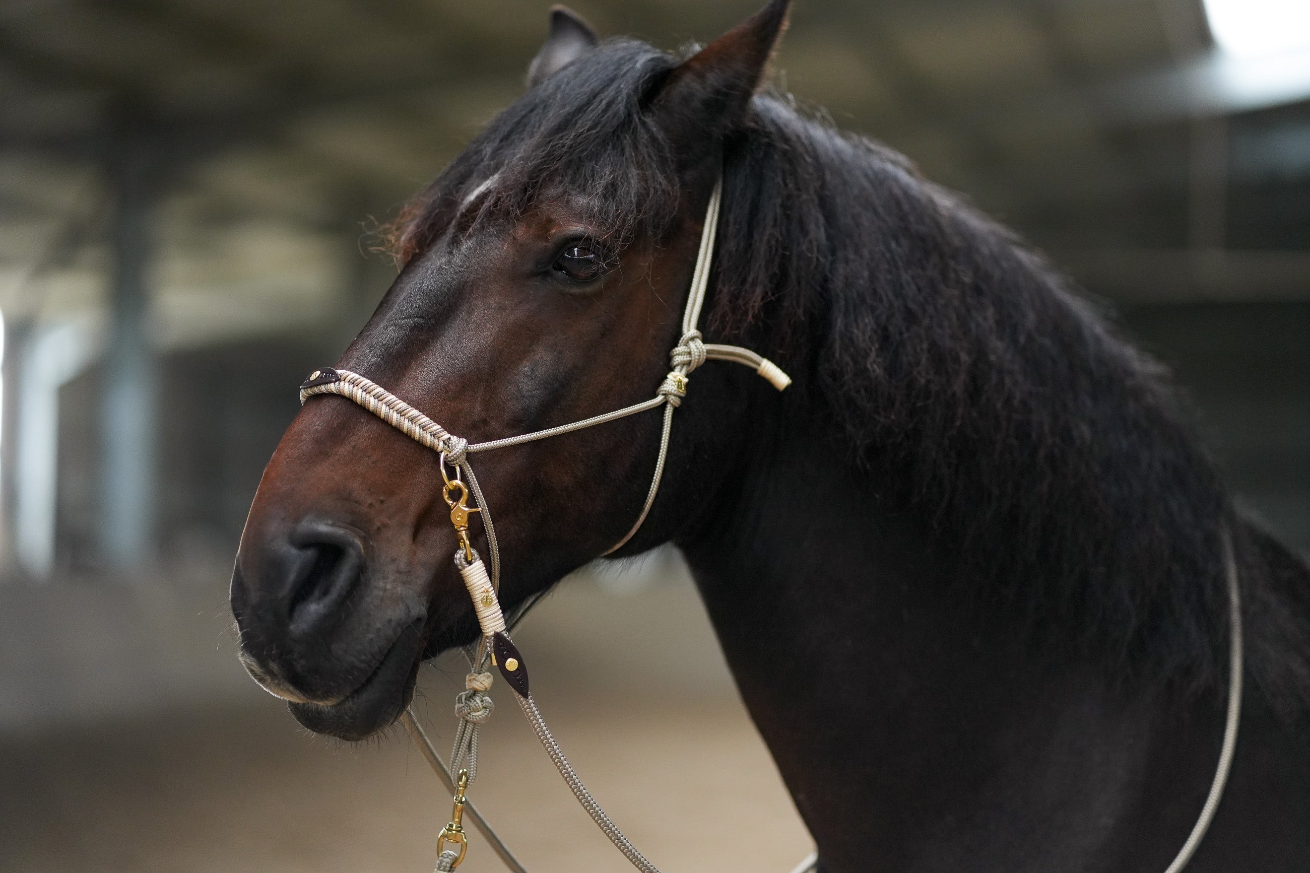 Elegant Equine Halter & Lead Ensemble-Filogran-Luxvivendi