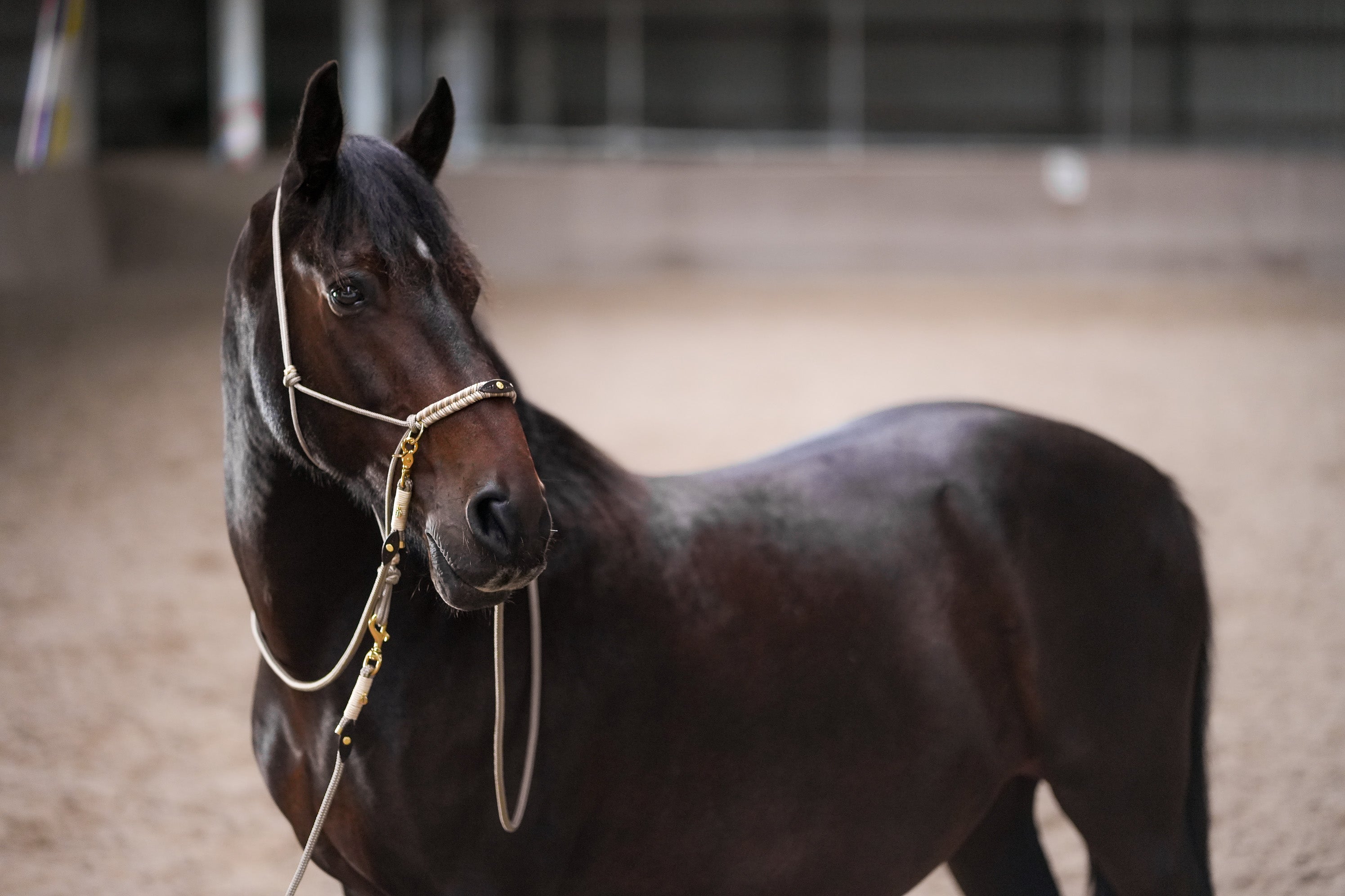 Elegant Equine Halter & Lead Ensemble-Filogran-Luxvivendi