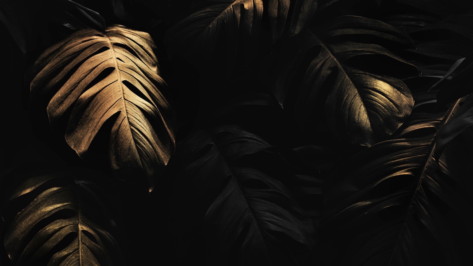 Golden_Monstera_banner_image-luxvivendi